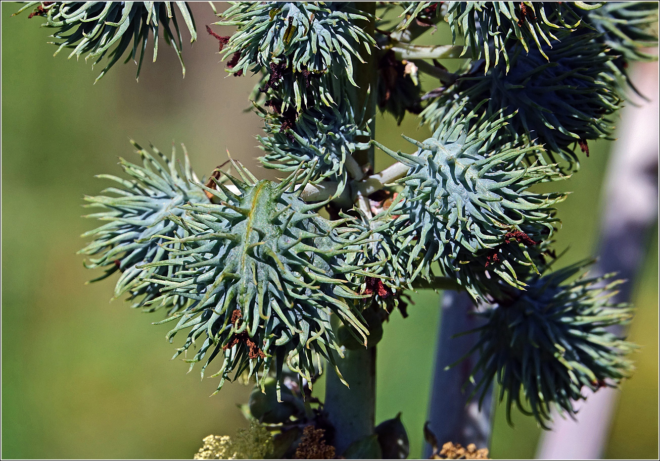 Изображение особи Ricinus communis.
