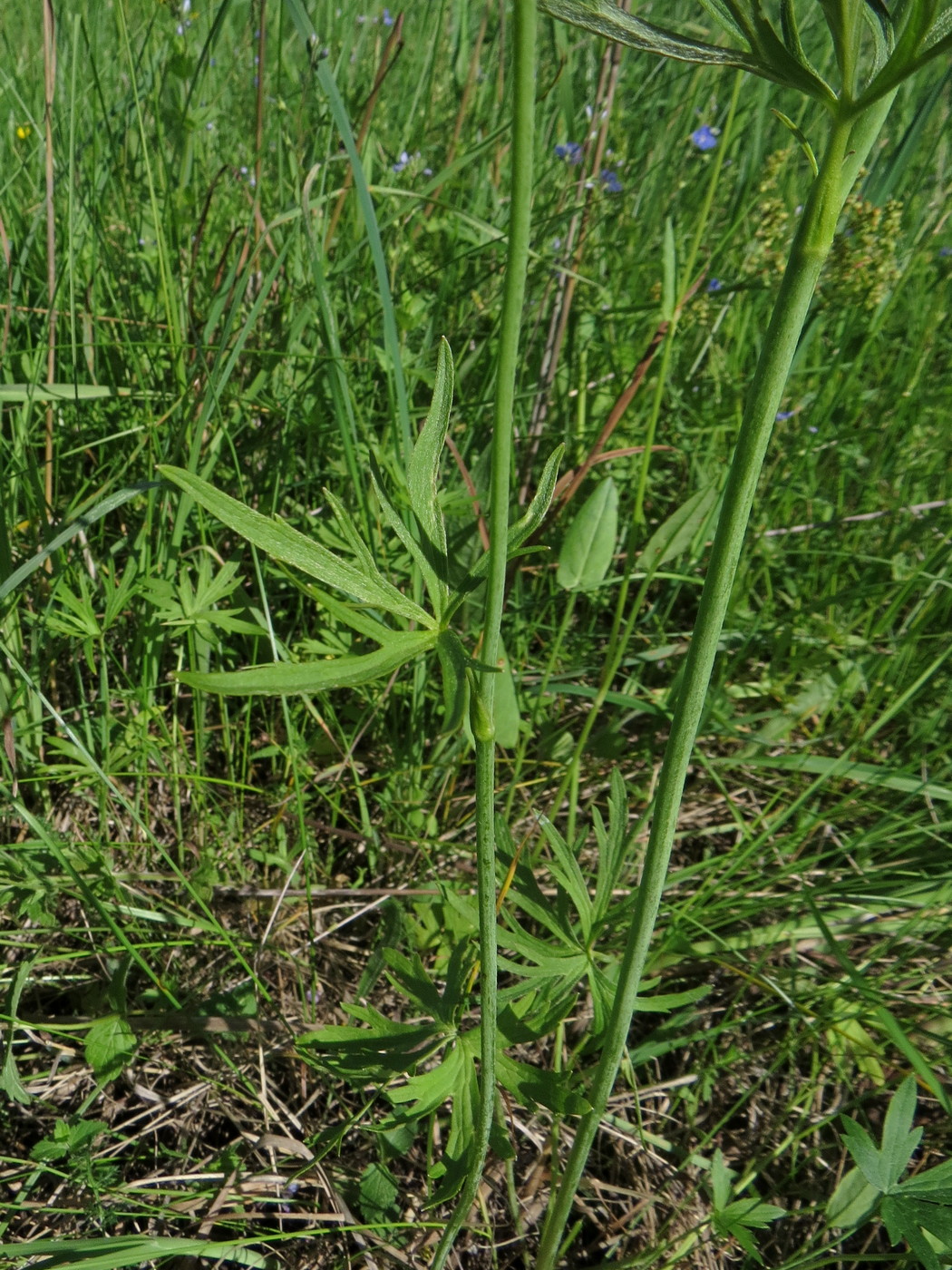 Image of Ranunculus acris specimen.
