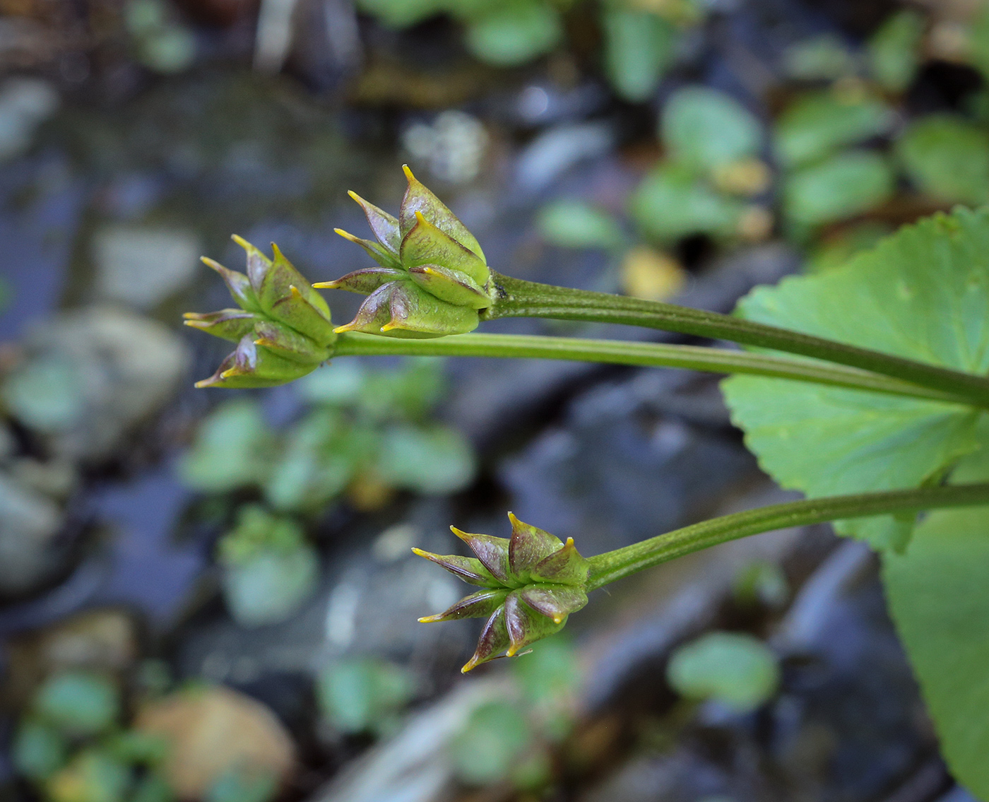 Изображение особи Caltha polypetala.