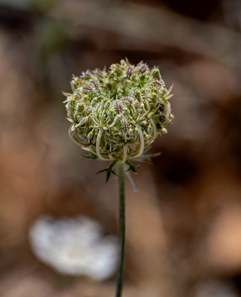Image of Daucus carota specimen.