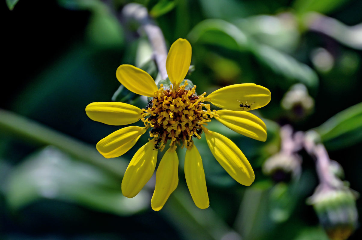 Изображение особи Farfugium japonicum.