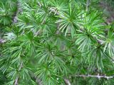 Larix cajanderi