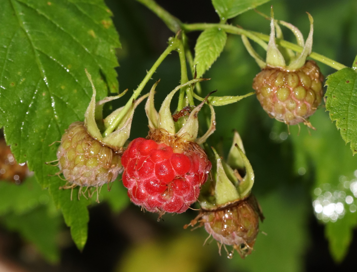 Image of Rubus idaeus specimen.