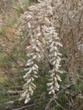 Tamarix florida. Верхушка ветви с соцветиями. Узбекистан, Сурхандарьинская обл., Байсунский р-н, предгорья хр. Байсунтау, дол. речки Алакутансай в окрестностях кишлака Батмабулак, ок. 800 м н.у.м. 29.04.2026.
