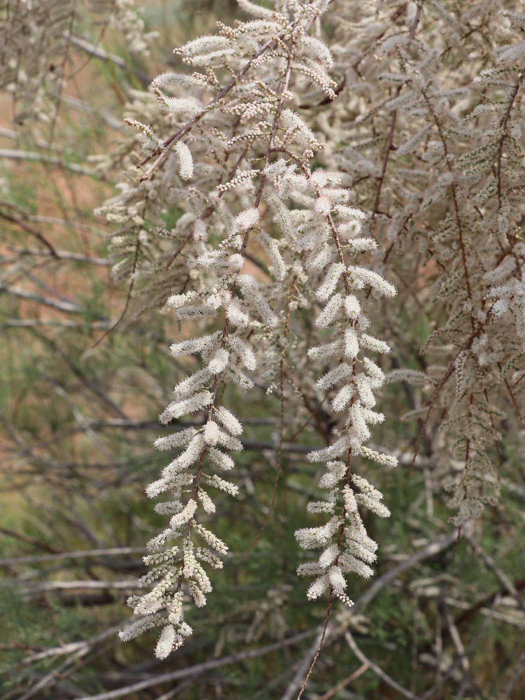 Image of Tamarix florida specimen.