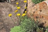 Erigeron linearis