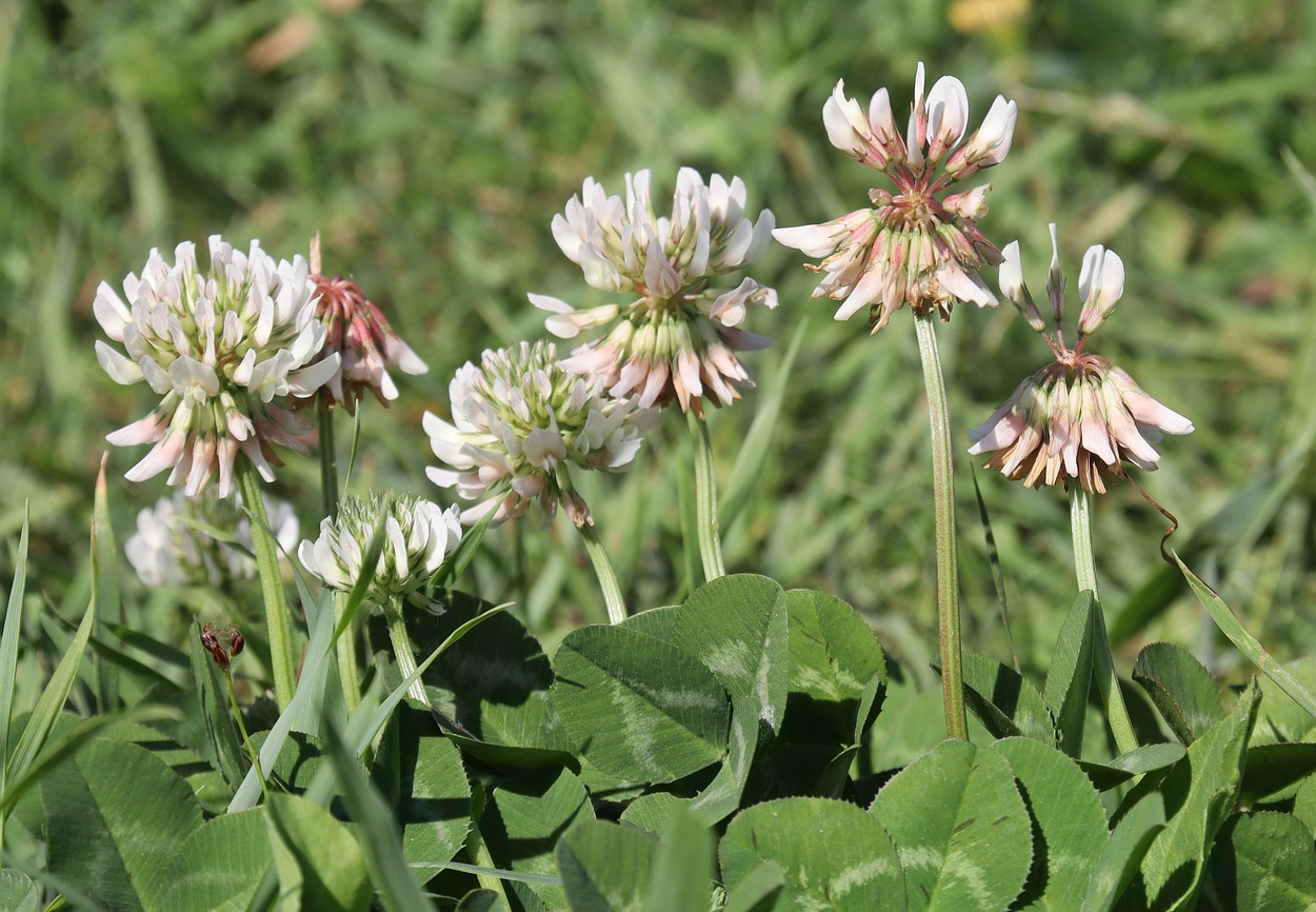 Image of Trifolium repens specimen.