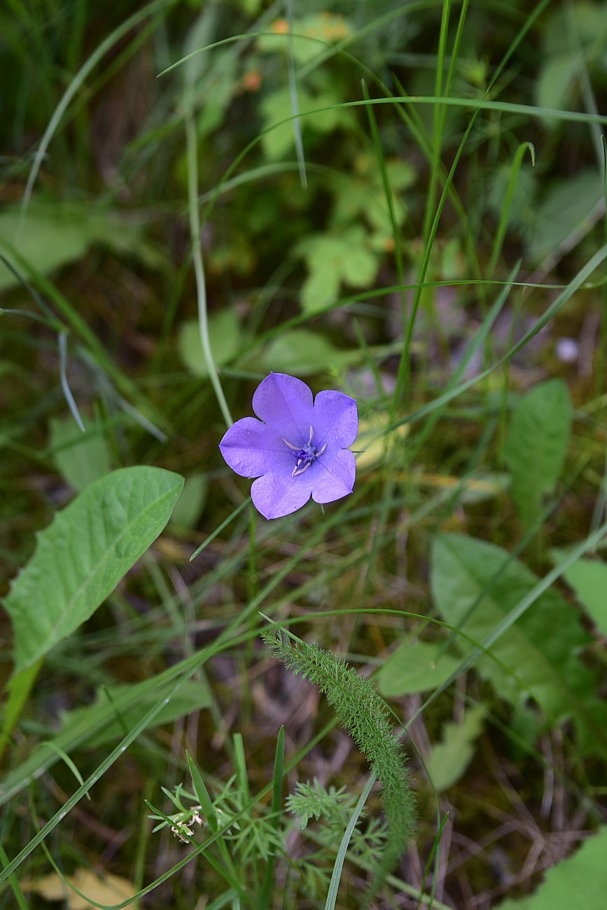 Изображение особи род Campanula.