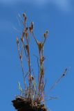 Juncus ambiguus. Плодоносящие растения. Санкт-Петербург, Кировский р-н, сырая окрайка цветника на бульваре. 03.07.2026.