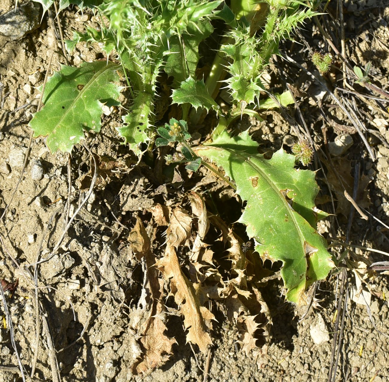 Image of Carduus onopordioides specimen.