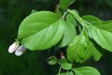 семейство Rosaceae