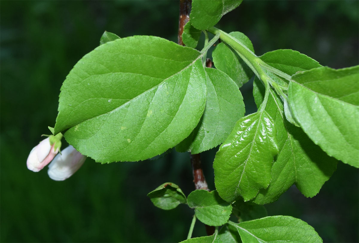 Изображение особи семейство Rosaceae.