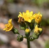 семейство Asteraceae