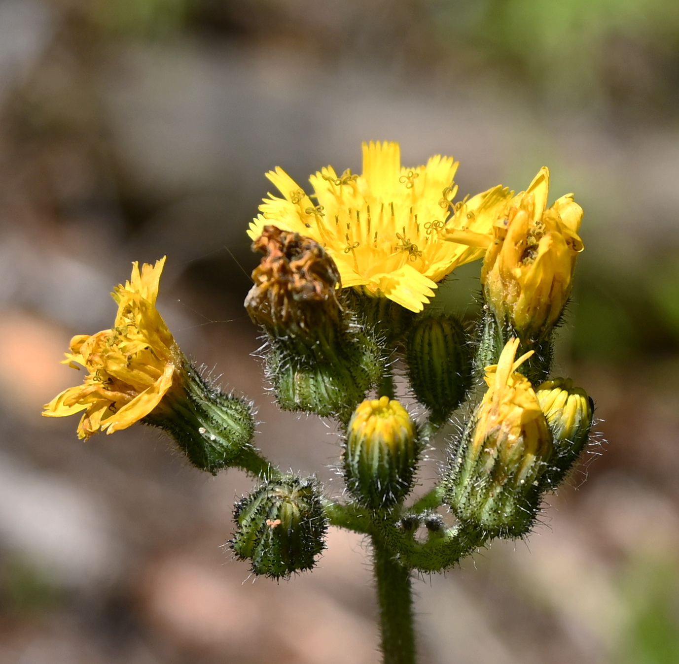 Изображение особи семейство Asteraceae.