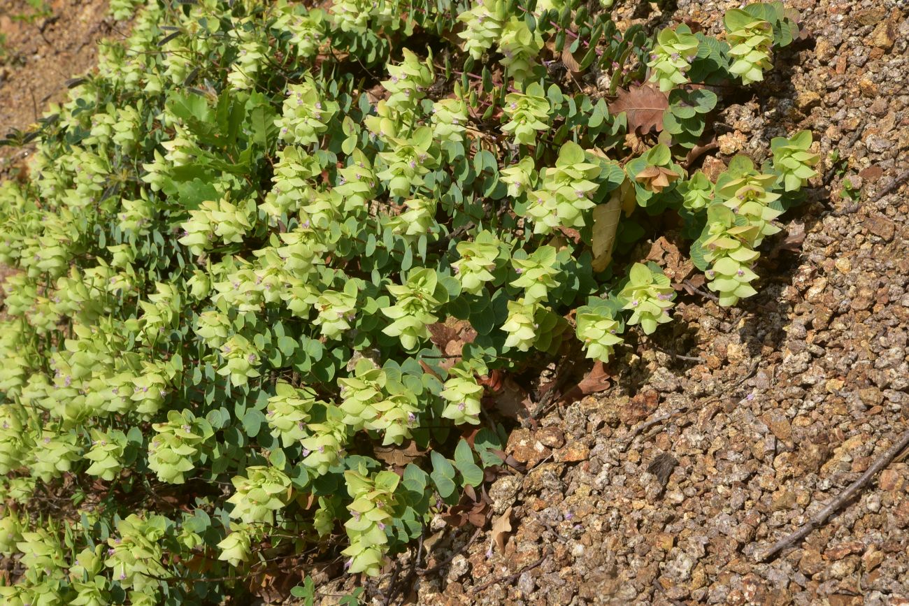 Image of Unknown species specimen.