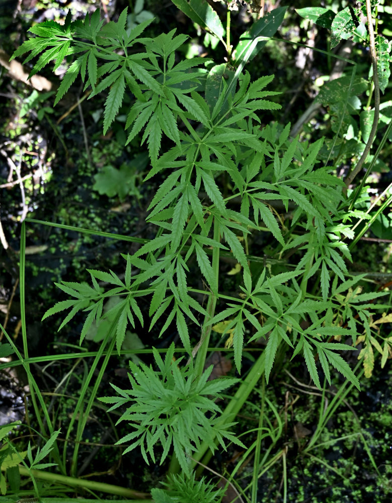 Image of Cicuta virosa specimen.