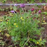genus Pulsatilla. Цветущее растение. Архангельская обл., о. Большой Соловецкий, Соловецкий ботанический сад, огород лекарственных растений. 09.06.2026.