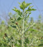 Scrophularia maximowiczii. Верхушка цветущего растения. Приморье, о. Шкота, коса, полынно-кустарниковое сообщество. 27.06.2026.