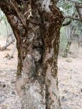 Celtis caucasica. Часть ствола старого дерева. Узбекистан, Ташкентская обл., Бостанлыкский р-н, Пскемский хр., дол. р. Пскем, ок. кишлака Муллала. 30.09.2026.