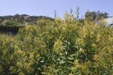 Cestrum parqui