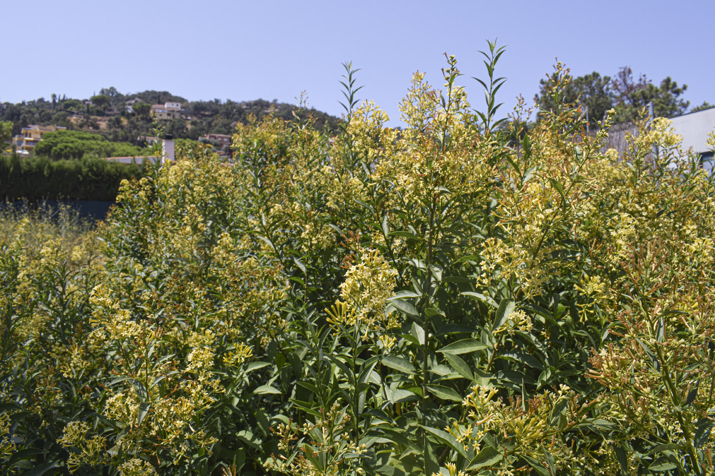 Изображение особи Cestrum parqui.