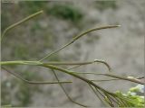 Arabidopsis thaliana. Часть соплодия. Чувашия, окр. г. Шумерля, Подвенец. 15 мая 2011 г.