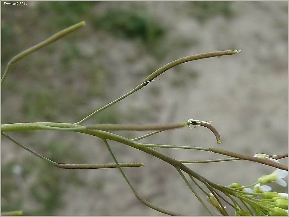 Image of Arabidopsis thaliana specimen.