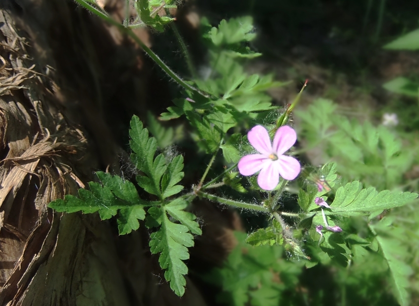 Изображение особи Geranium robertianum.