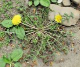 Taraxacum scariosum