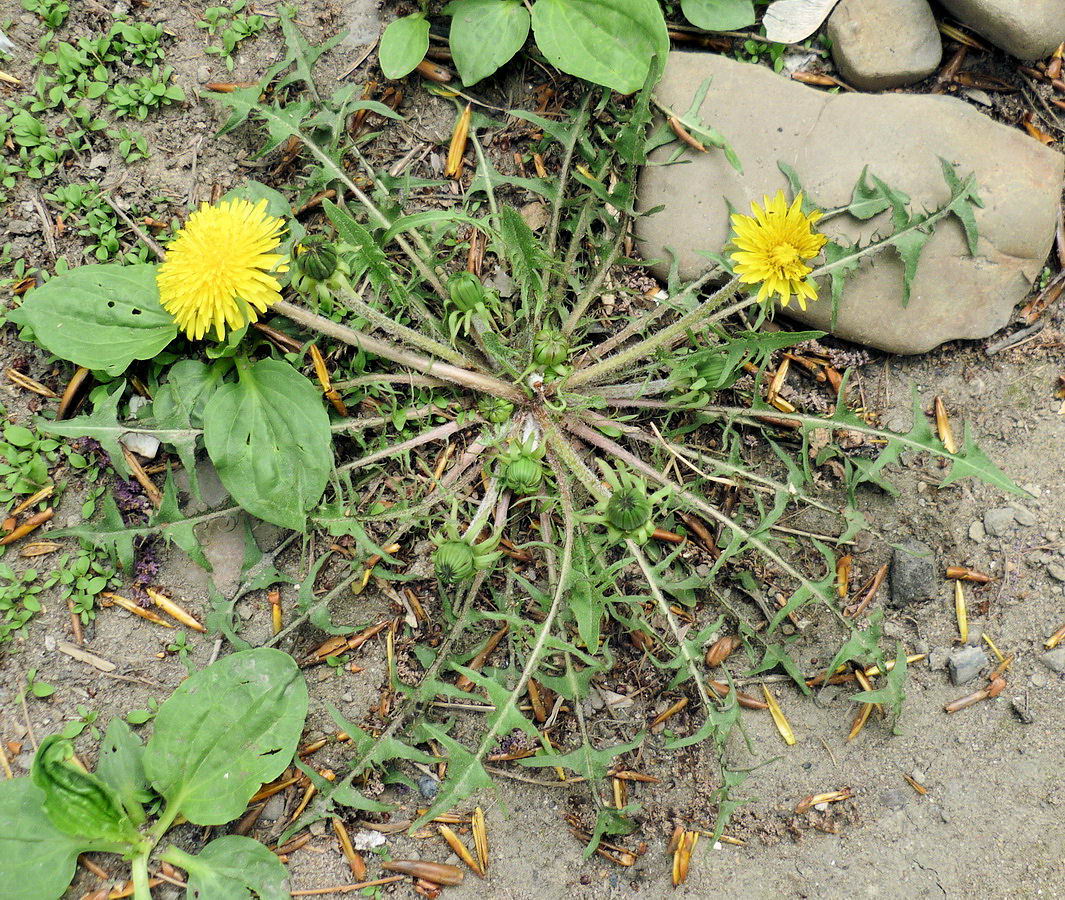 Image of Taraxacum scariosum specimen.