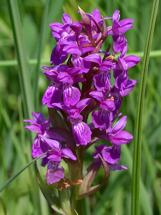 Изображение особи Dactylorhiza cordigera.