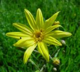 Ligularia narynensis