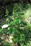 Rumex sylvestris