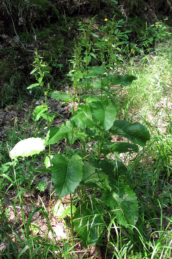 Изображение особи Rumex sylvestris.