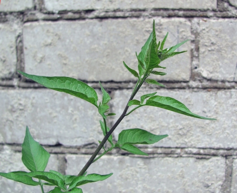 Image of Solanum dulcamara specimen.