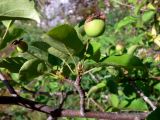 Malus подвид cerasifera