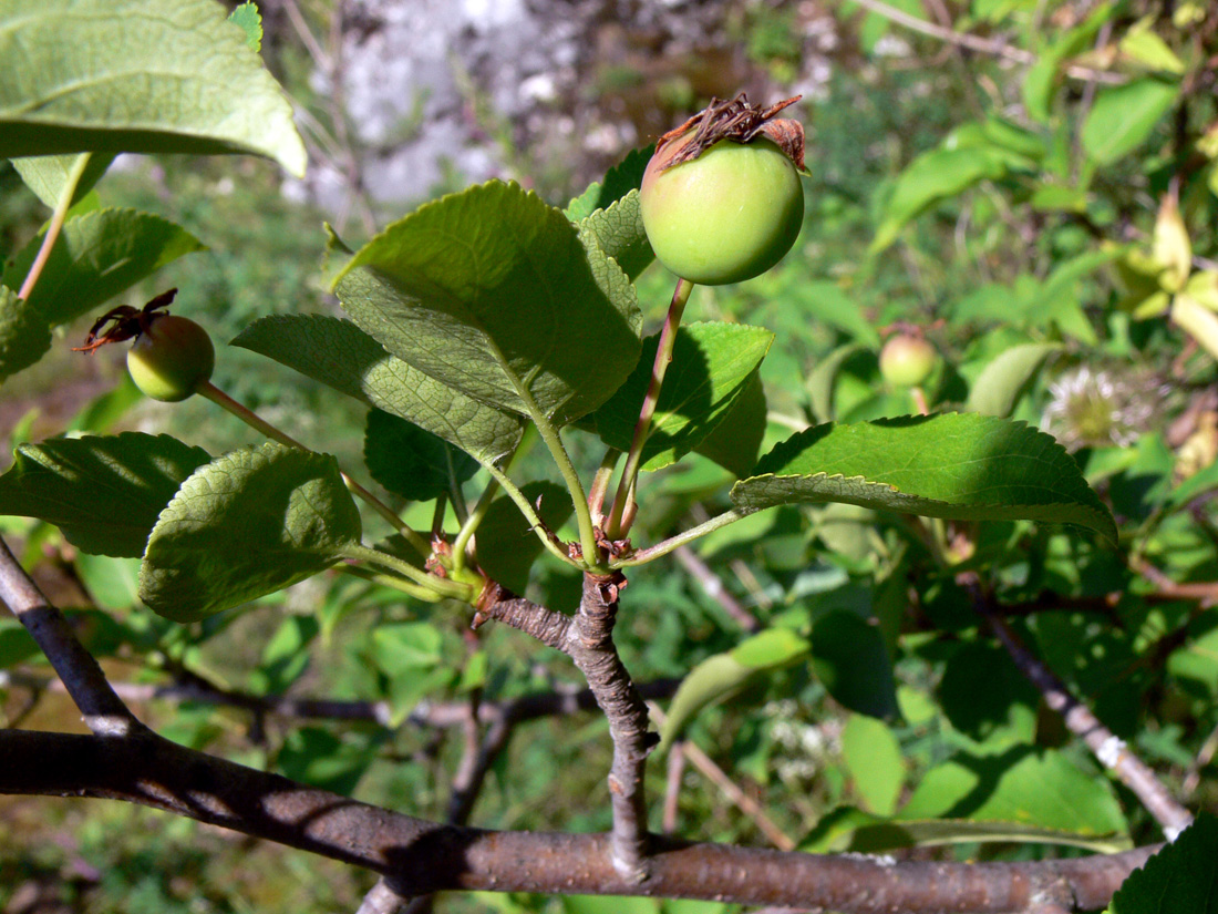 Image of Malus domestica ssp. cerasifera specimen.