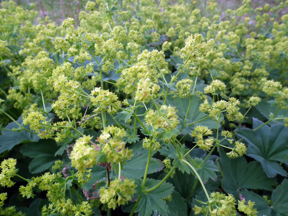 Изображение особи Alchemilla monticola.