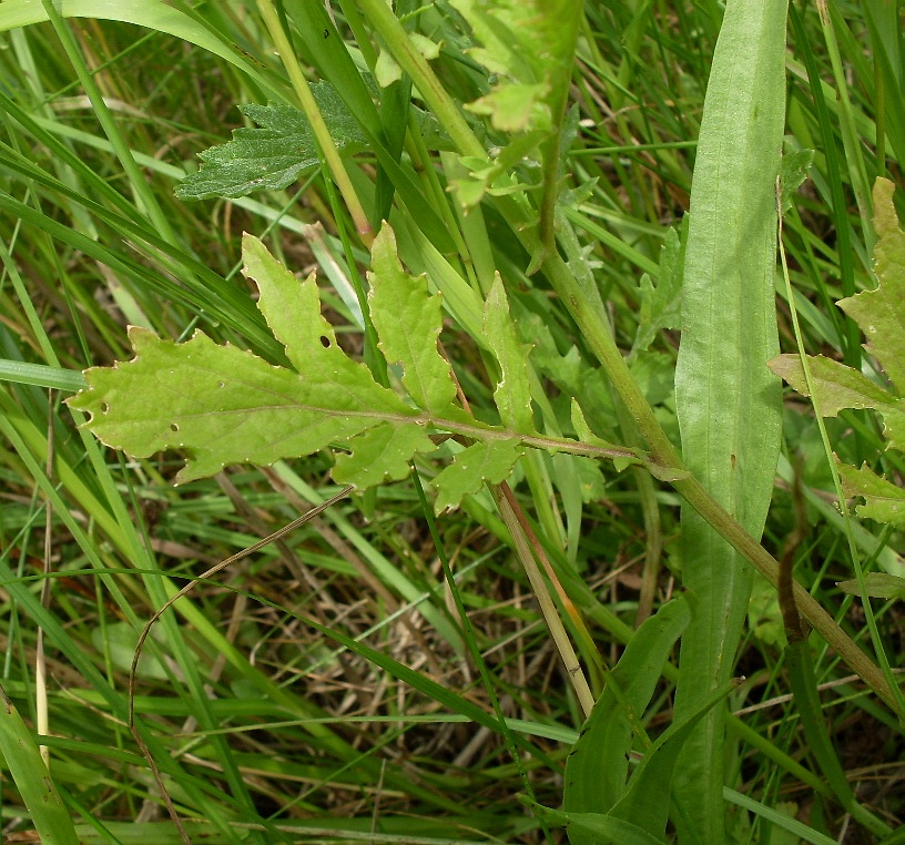 Image of Rorippa &times; armoracioides specimen.