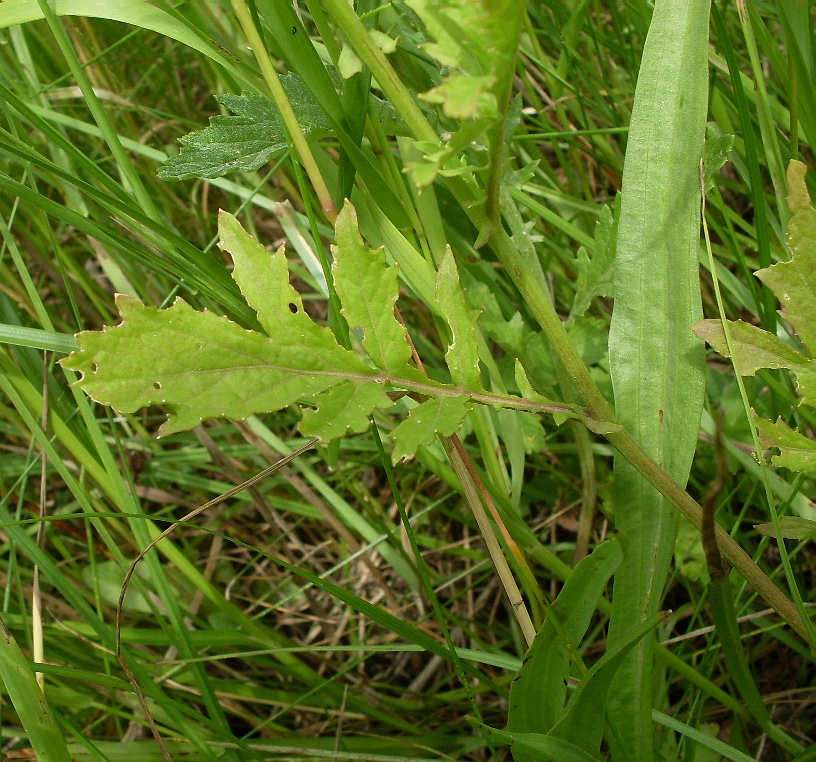 Image of Rorippa &times; armoracioides specimen.