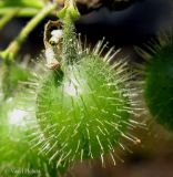 Grossularia uva-crispa