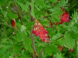 Chenopodium album