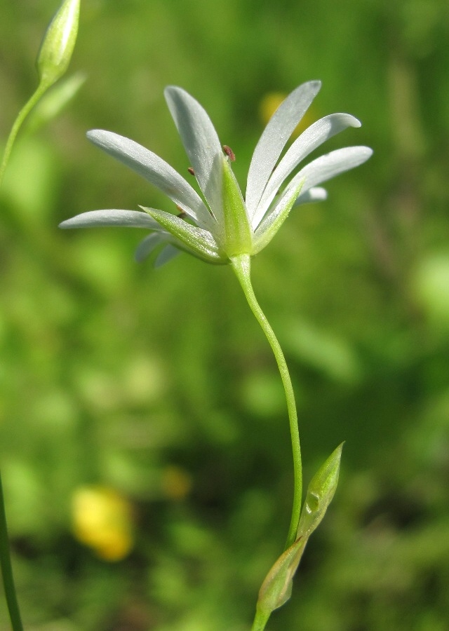 Image of Stellaria palustris specimen.