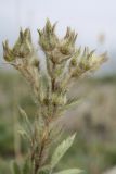 Potentilla callieri