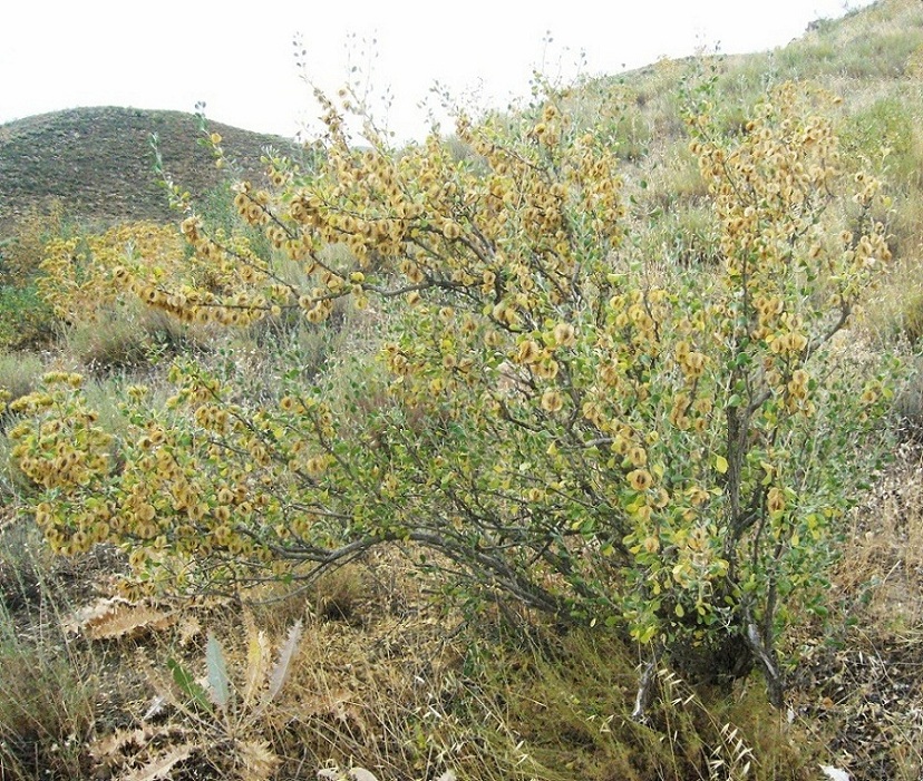 Image of Zygophyllum atriplicoides specimen.