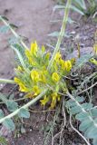 genus Astragalus