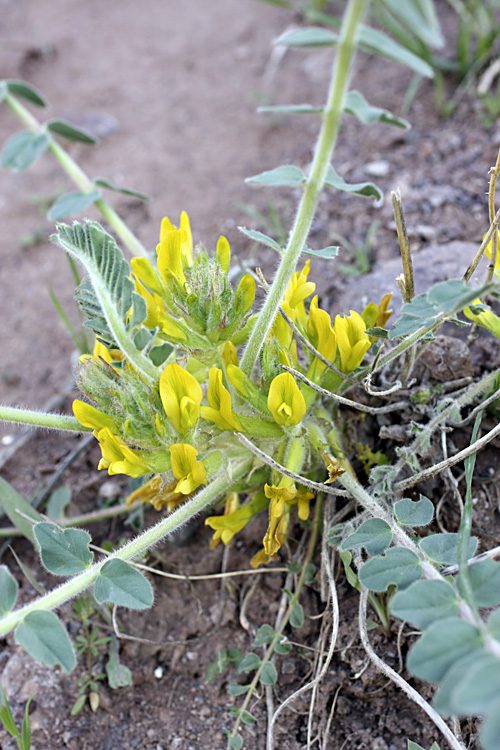 Изображение особи род Astragalus.