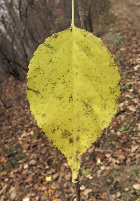 Изображение особи Celastrus orbiculata.