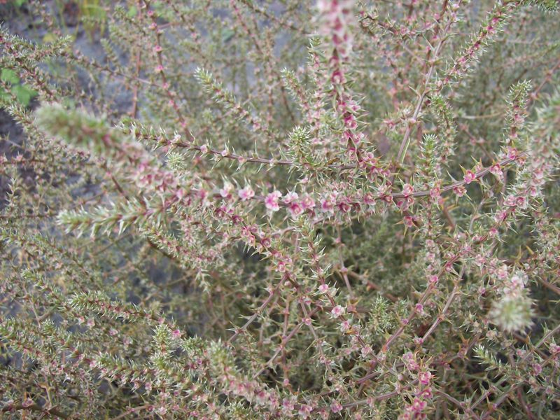 Изображение особи Salsola tragus.