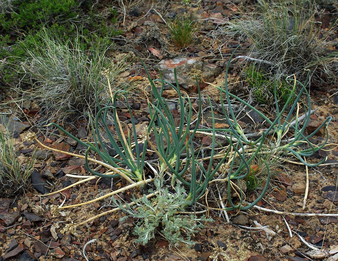 Image of Allium galanthum specimen.